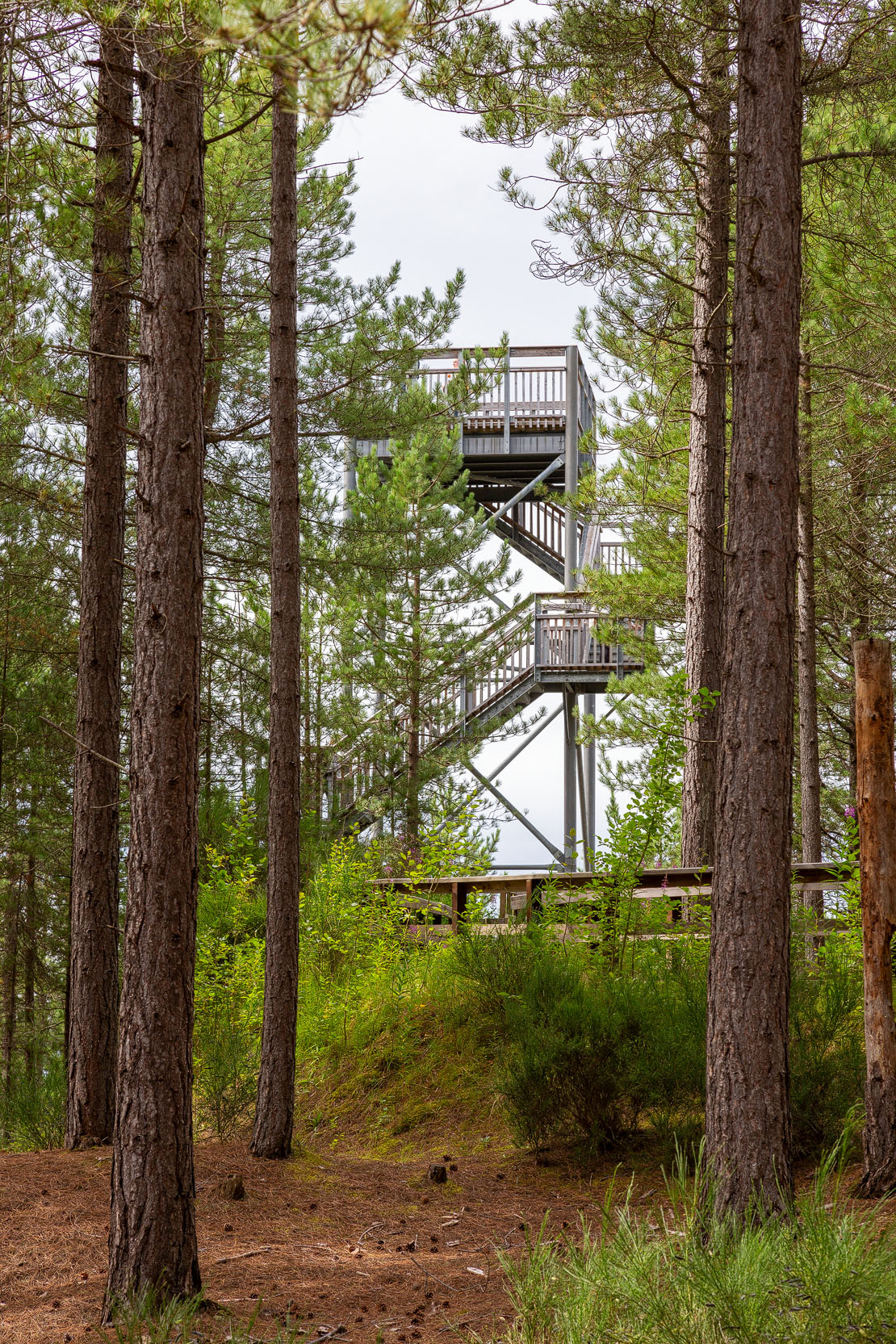 Viewpoint Tower through the trees. Culbin Forest.