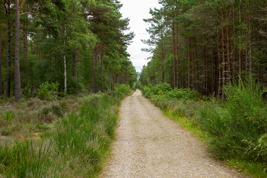 Culbin Forest track. A unique coastal pine forest.