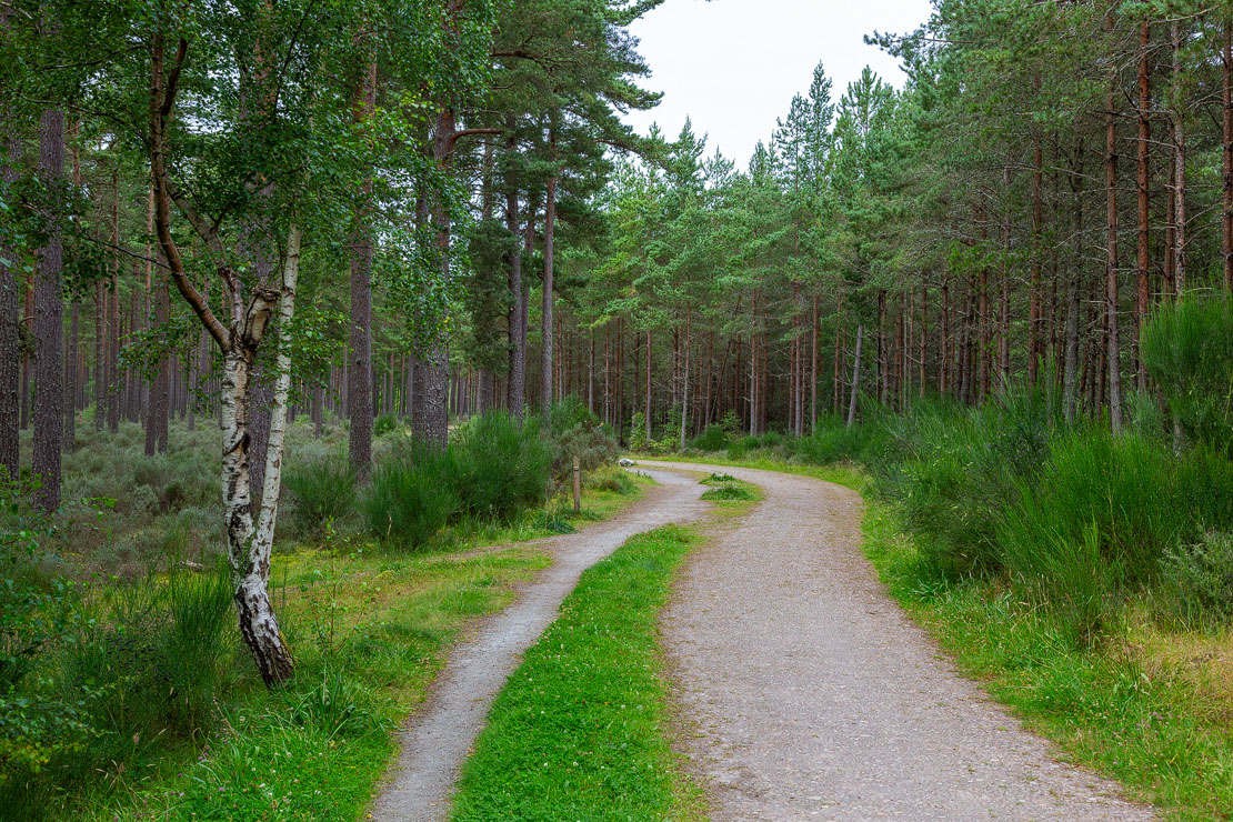 Start of the Culbin Forest Walk.
