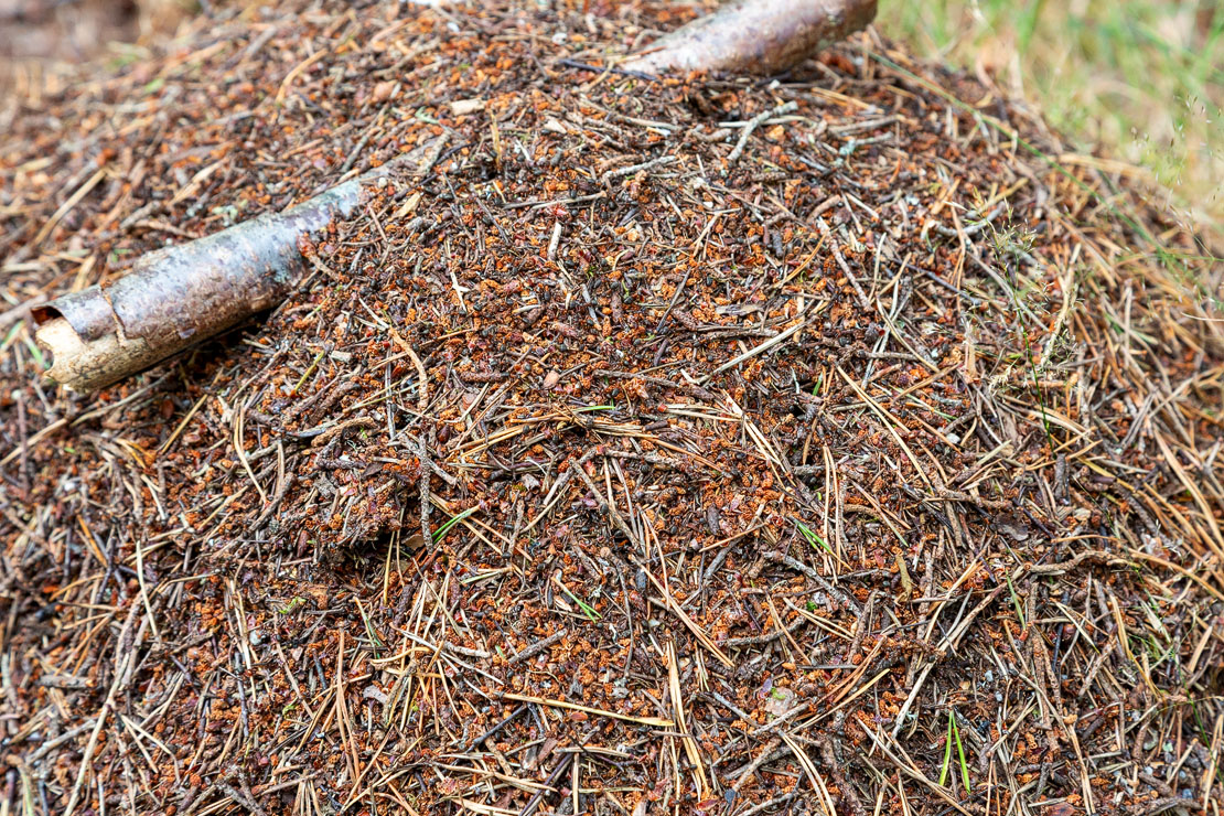 Anthill at Culbin Forest.