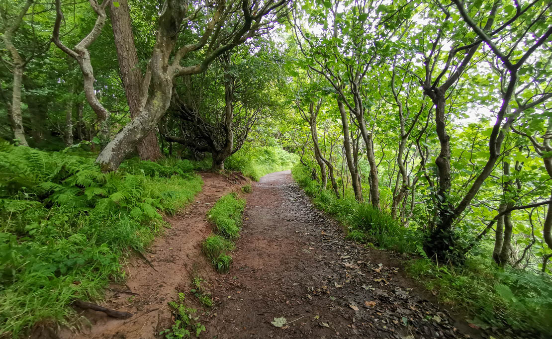 Muddy forest track.
