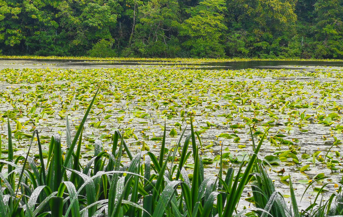 Swan pond.
