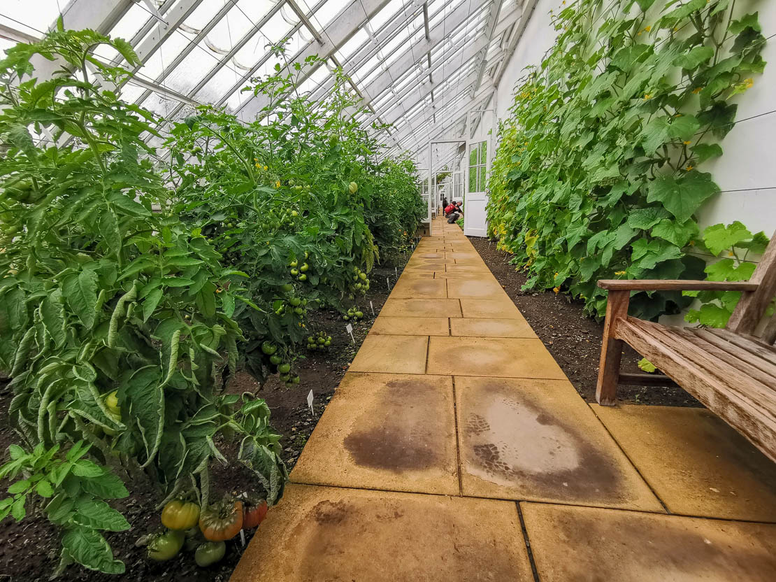 Fruit filled glasshouses