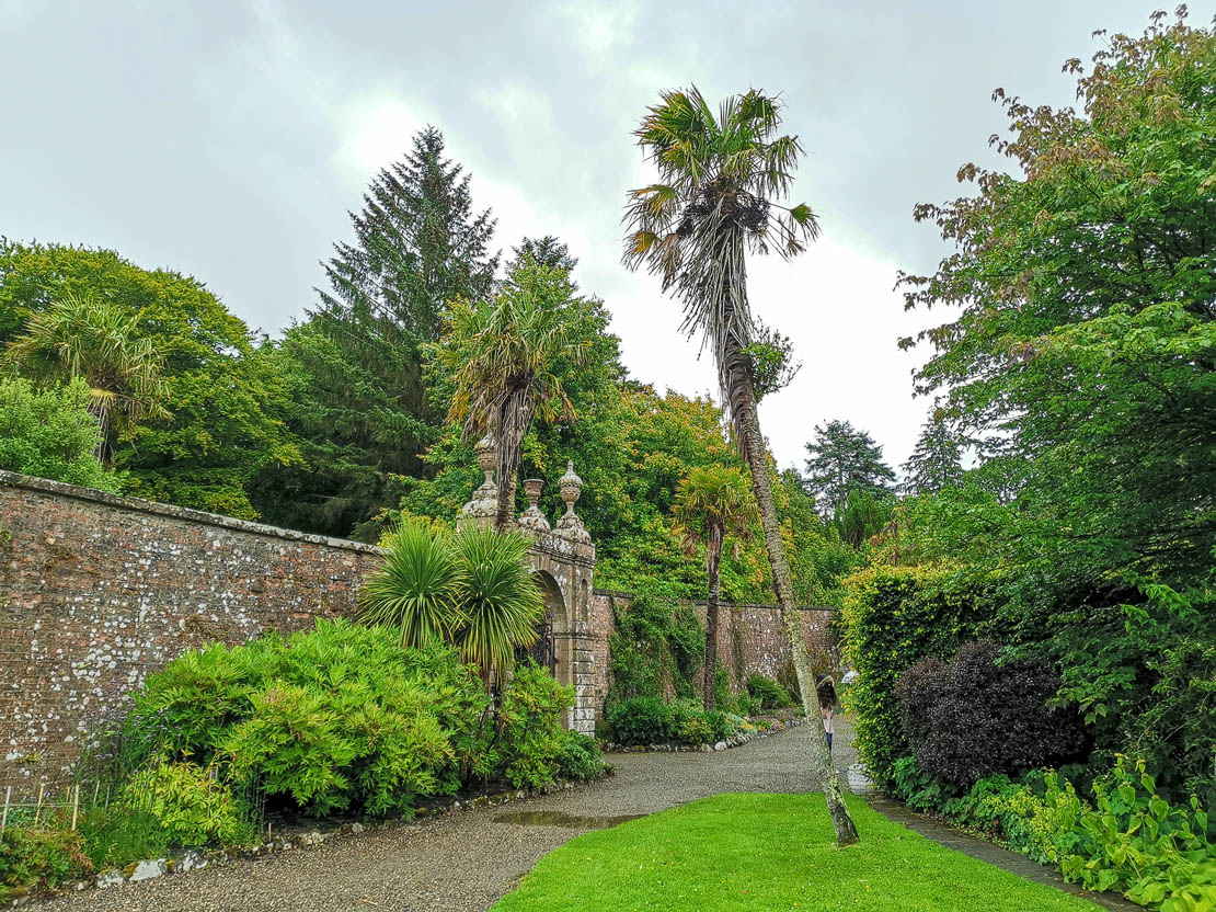 Culzean Palm Tree.