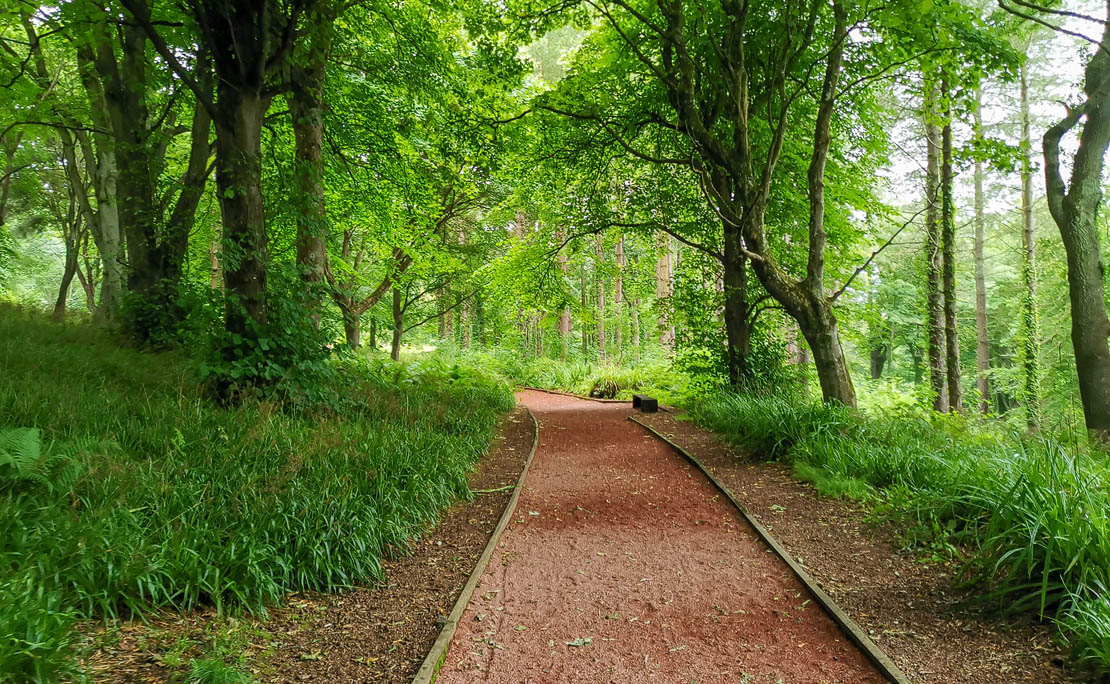 Forest path to Culzean.
