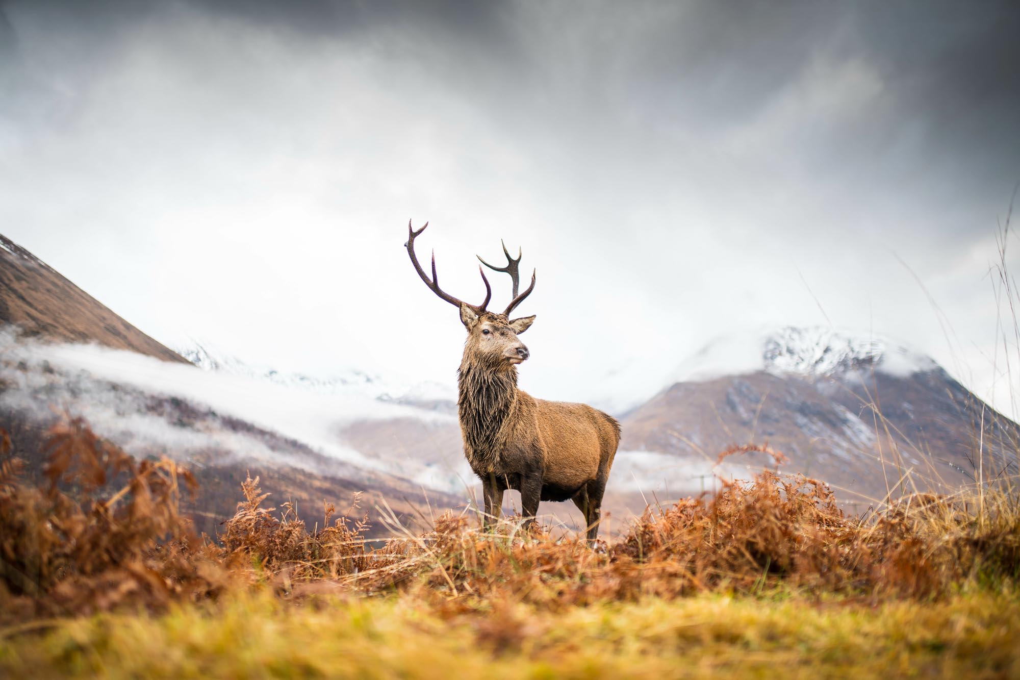 Dangerous animals in Scotland