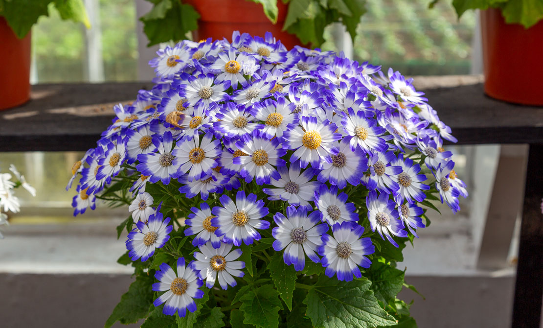 Beautiful blue and white cineraria flowers with yellow centres