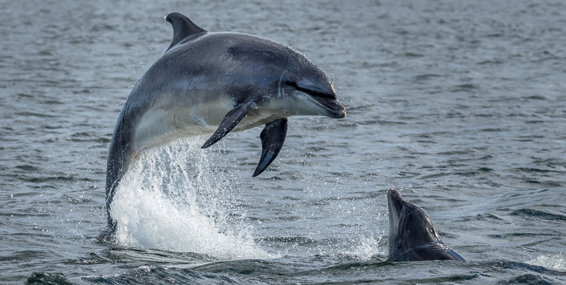 Dolphins at popular beaches in Moray.