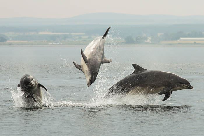 Moray Firth Dolphins, amazing wildlife on the Moray Coast