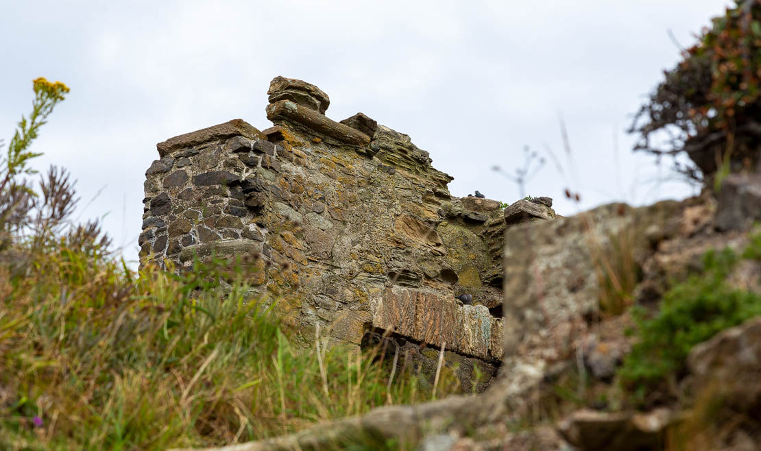Nesting birds in castle tower.