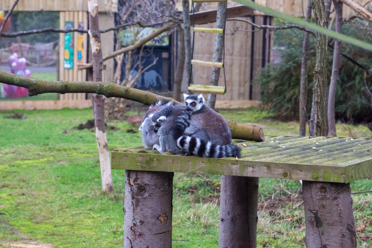 A group of ring-tailed lemurs huddled together for warmth on a wooden platform at Edinburgh Zoo