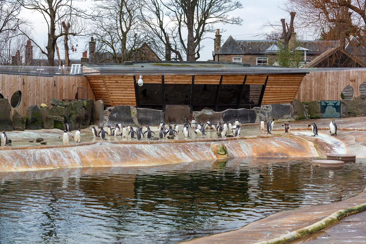 A colony of gentoo penguins gathered on the rocky shore beside their pool at Penguins Rock, Edinburgh Zoo