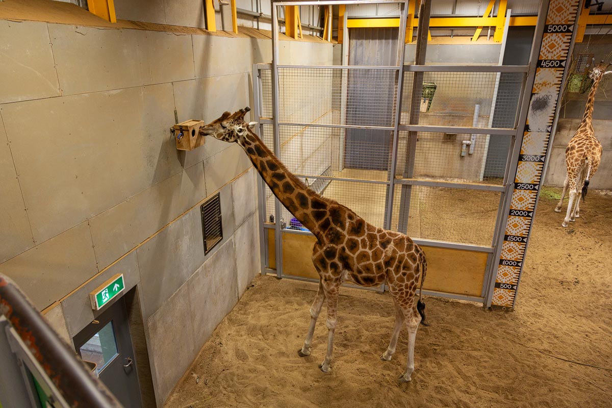 A giraffe stretching its neck to feed from a puzzle feeder on the wall inside the giraffe house at Edinburgh Zoo