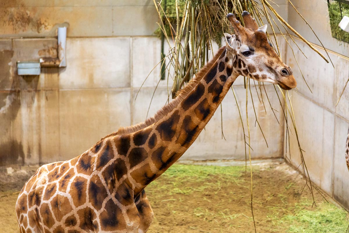 Close-up of a giraffe feeding from hanging browse at Edinburgh Zoo showing its distinctive patterned coat