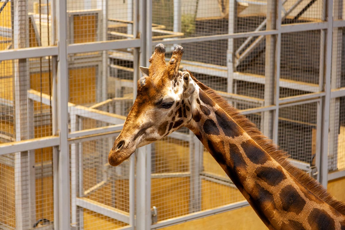 Close-up portrait of a giraffe showing its ossicones and beautiful coat pattern at Edinburgh Zoo