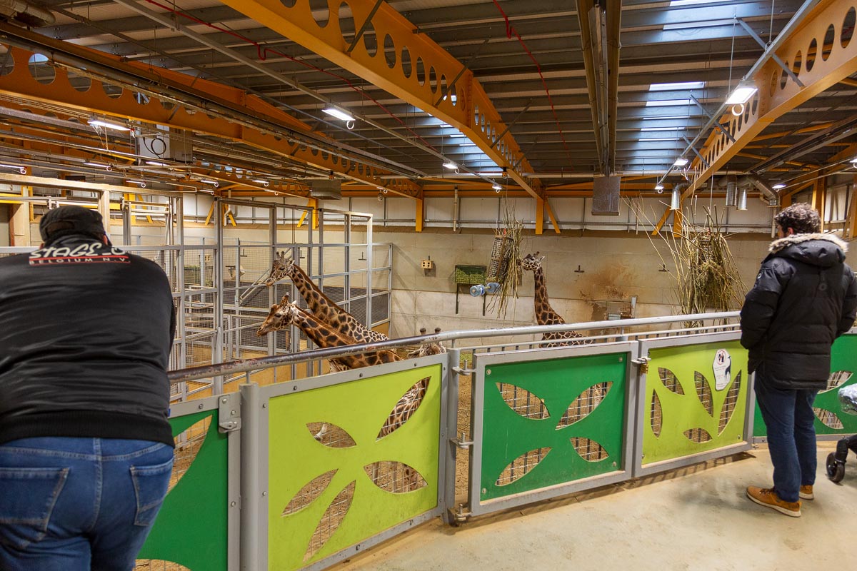 Visitors watching multiple giraffes from the elevated viewing gallery inside the giraffe house at Edinburgh Zoo