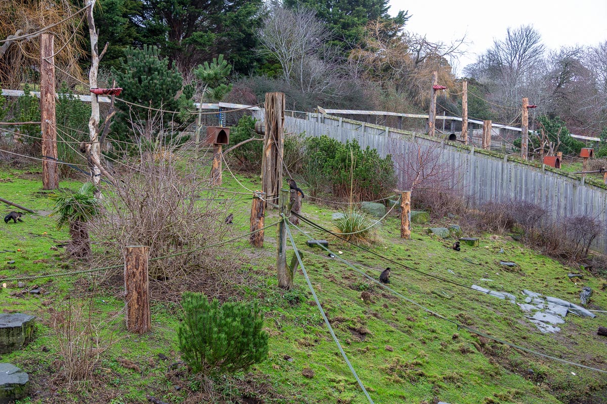 The Living Links outdoor monkey enclosure at Edinburgh Zoo with climbing ropes, posts and nest boxes on a grassy hillside