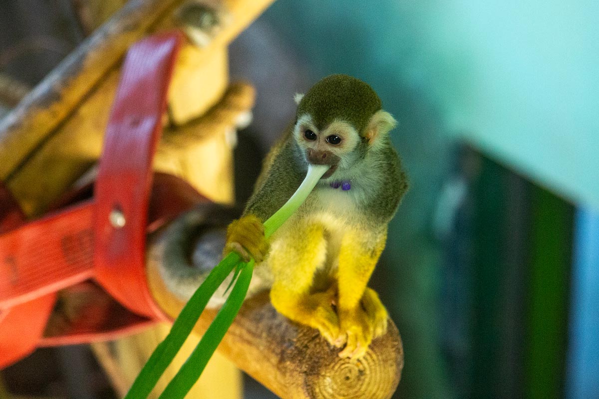 A common squirrel monkey perched on a branch nibbling on a plant stem at Edinburgh Zoo
