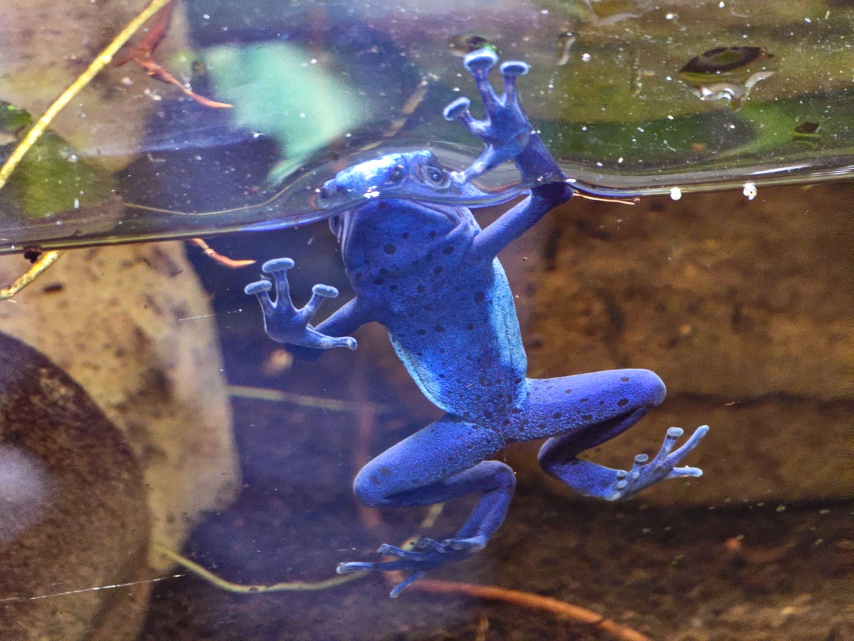 A vivid blue poison dart frog clinging to glass showing its bright blue skin with black spots