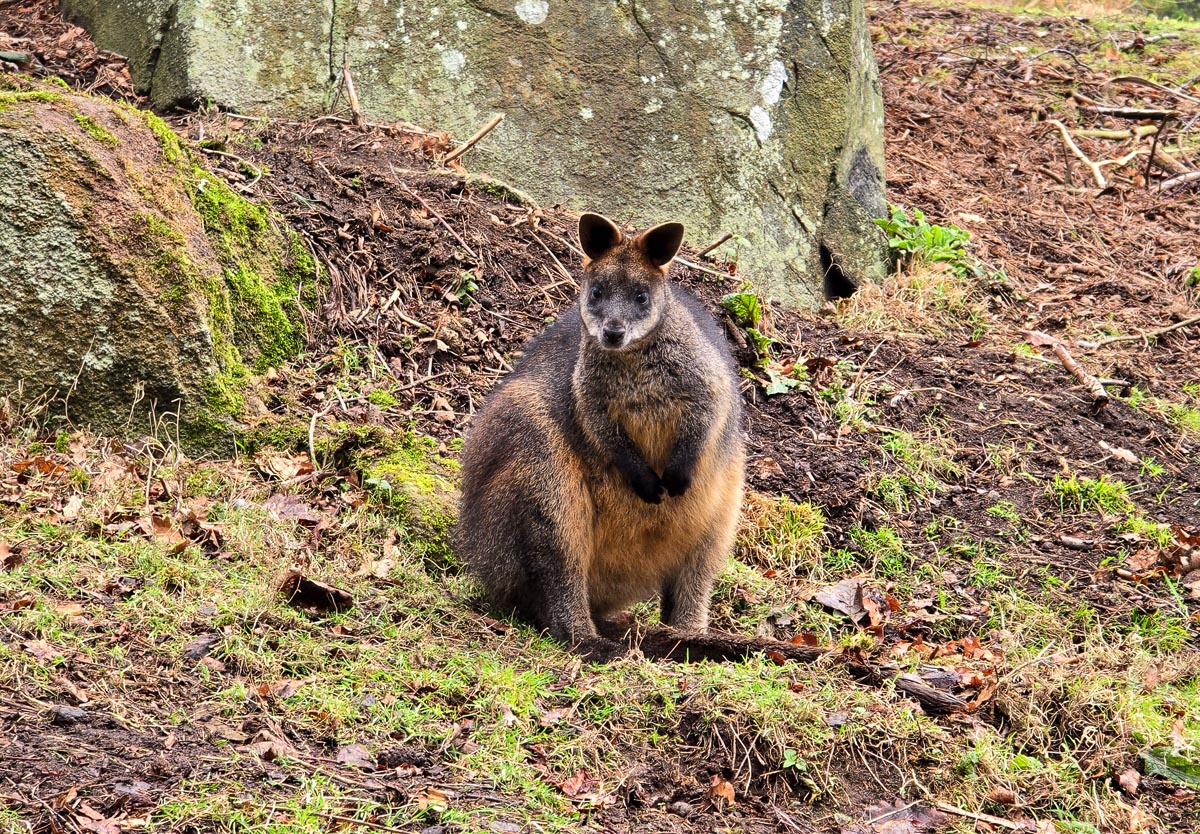 A wallaby sitting upright on a leafy hillside looking at the camera at Edinburgh Zoo