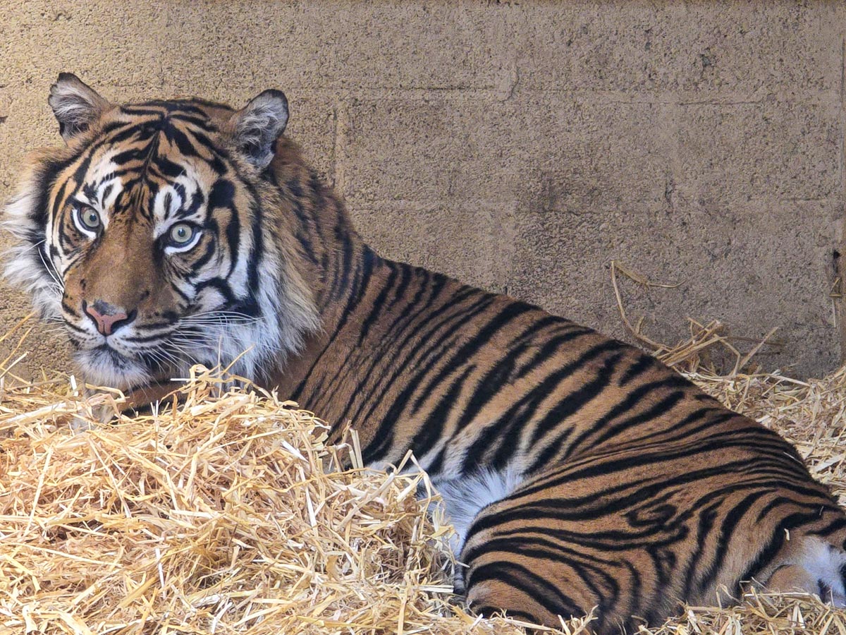 A Sumatran tiger lying on straw bedding looking directly at the camera at Edinburgh Zoo