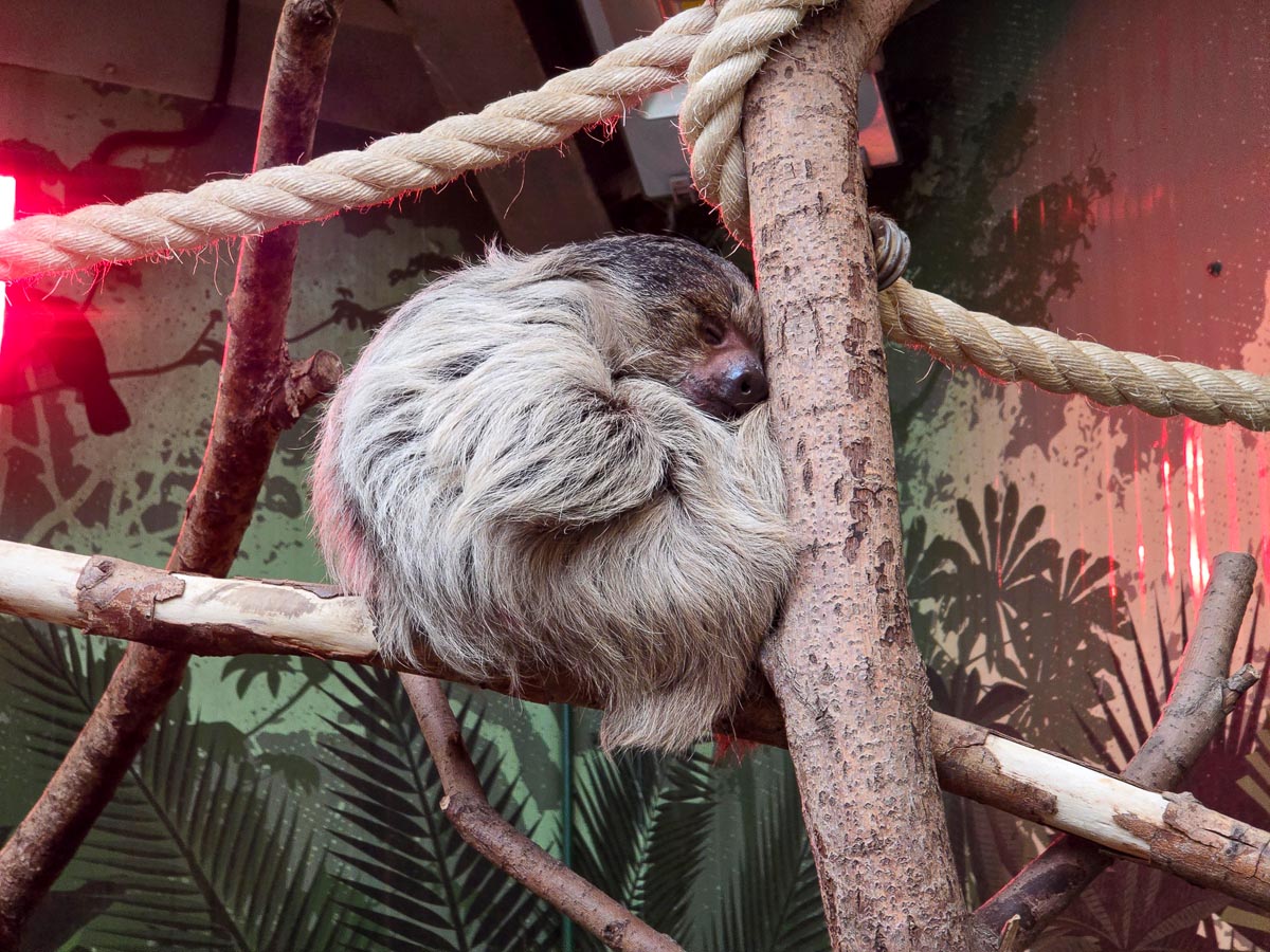 A two-toed sloth curled up sleeping on a branch in the Magic Forest at Edinburgh Zoo