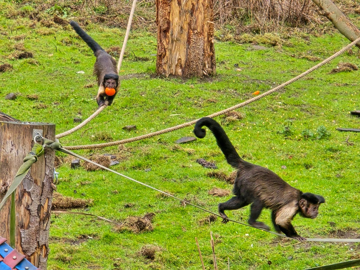 Two tufted capuchin monkeys traversing ropes in the outdoor Living Links enclosure at Edinburgh Zoo