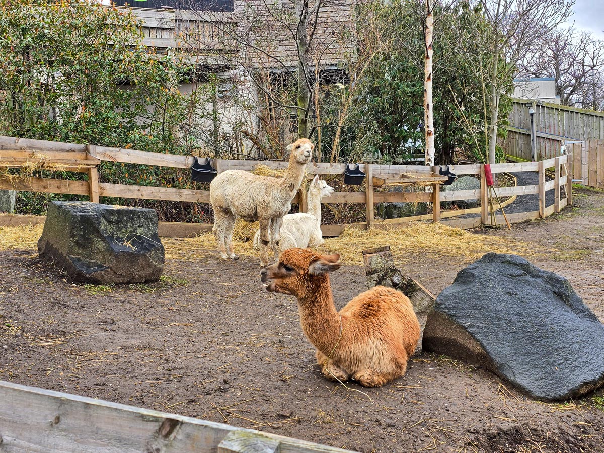 Three alpacas in their paddock at Edinburgh Zoo, one brown lying down and two white standing by the fence