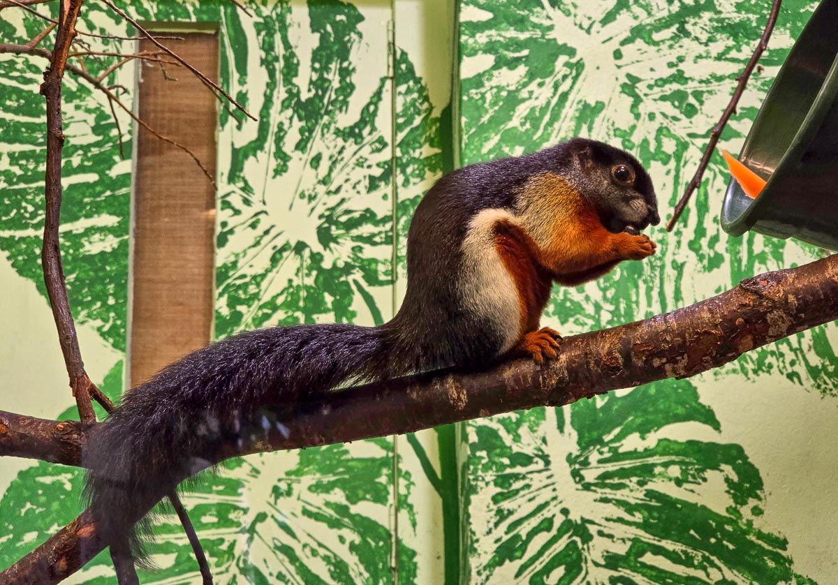 A Prevost's squirrel with black, cream and orange fur sitting on a branch eating at Edinburgh Zoo