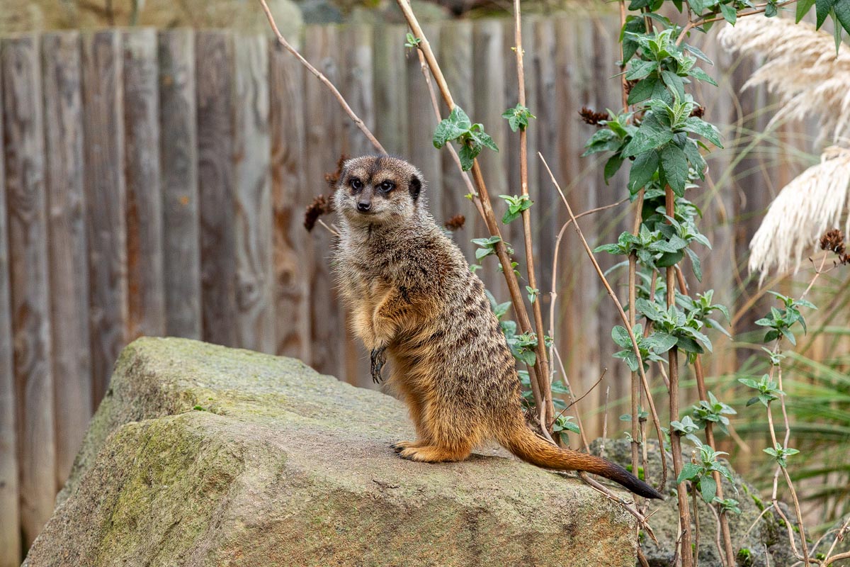 A meerkat standing upright on a rock looking directly at the camera at Edinburgh Zoo
