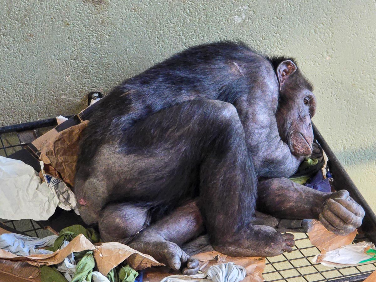 A chimpanzee resting in its nest of enrichment materials inside the Budongo Trail at Edinburgh Zoo