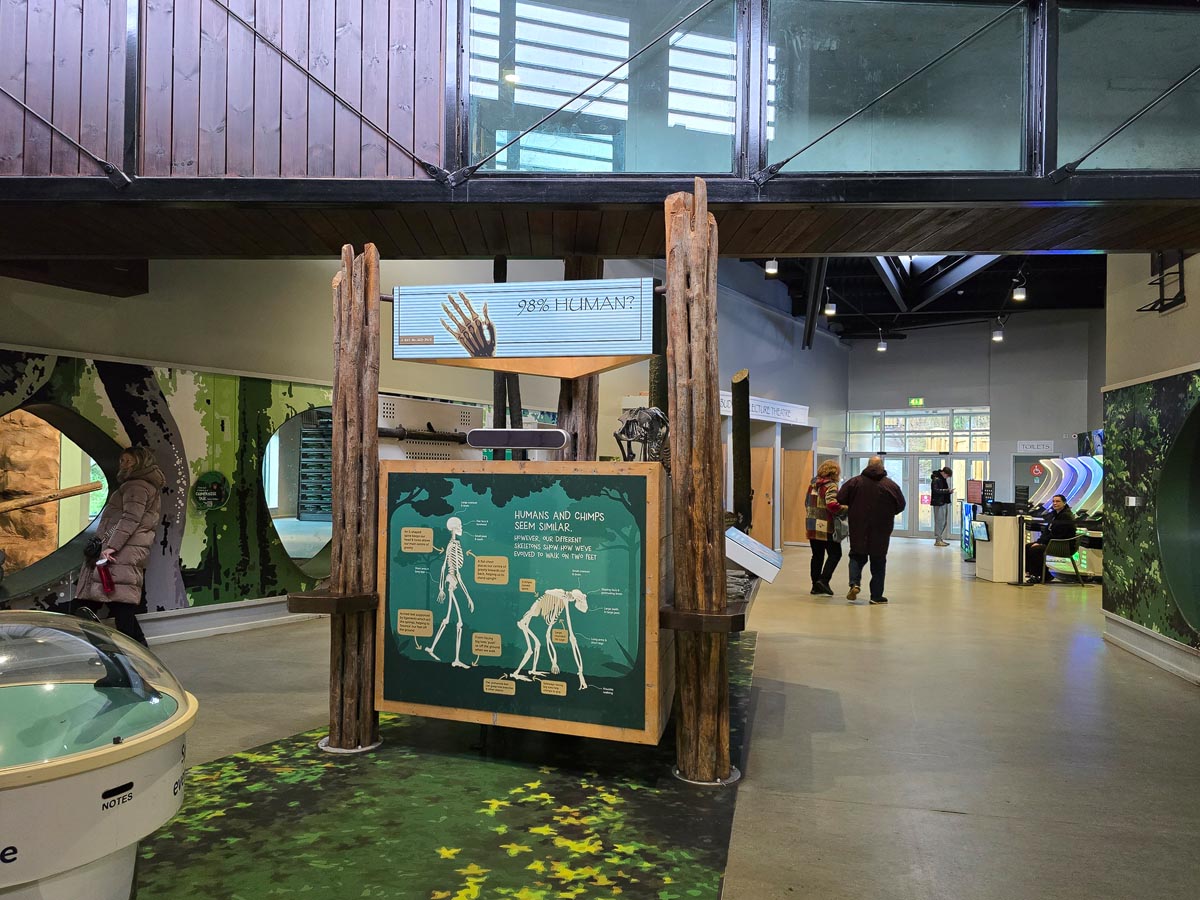 The 98% Human educational display comparing human and chimpanzee skeletons at the Budongo Trail