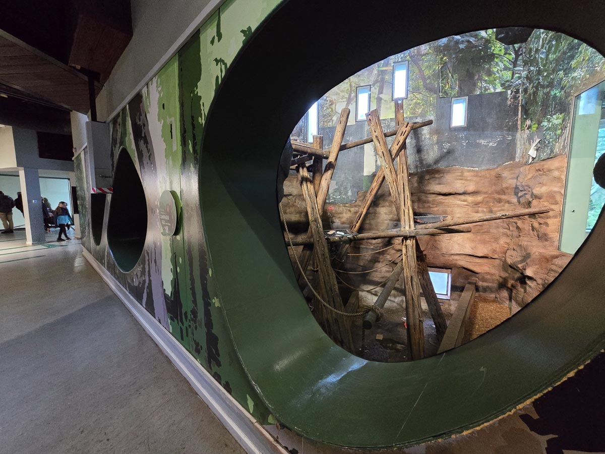 Large circular viewing windows looking into the chimpanzee enclosure at the Budongo Trail, Edinburgh Zoo