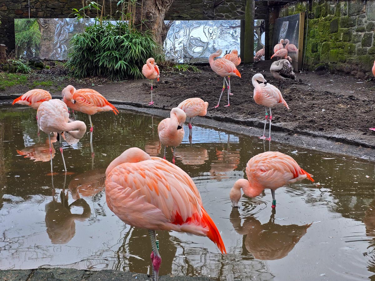 Chilean flamingos standing in shallow water at Edinburgh Zoo with their pink plumage reflected in the pool