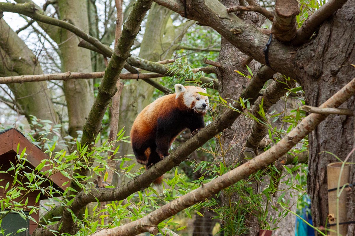 A red panda climbing along tree branches among bamboo leaves at Edinburgh Zoo