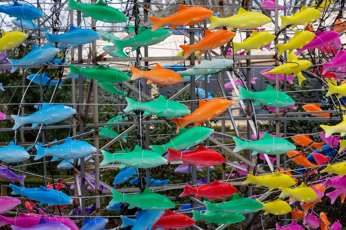 Close-up of rows of brightly coloured fish lanterns in blue, green, orange, red and pink at Edinburgh Zoo
