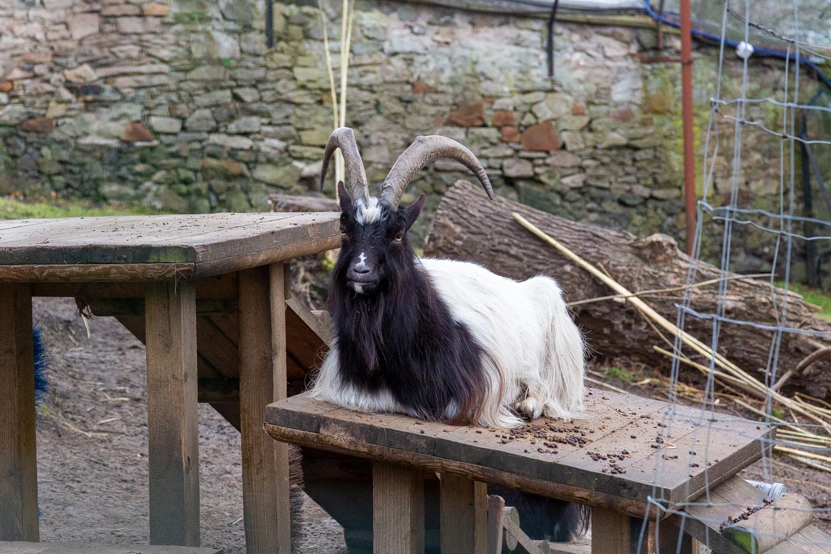 A Bagot goat with long black and white hair and curved horns resting on a wooden platform at Edinburgh Zoo