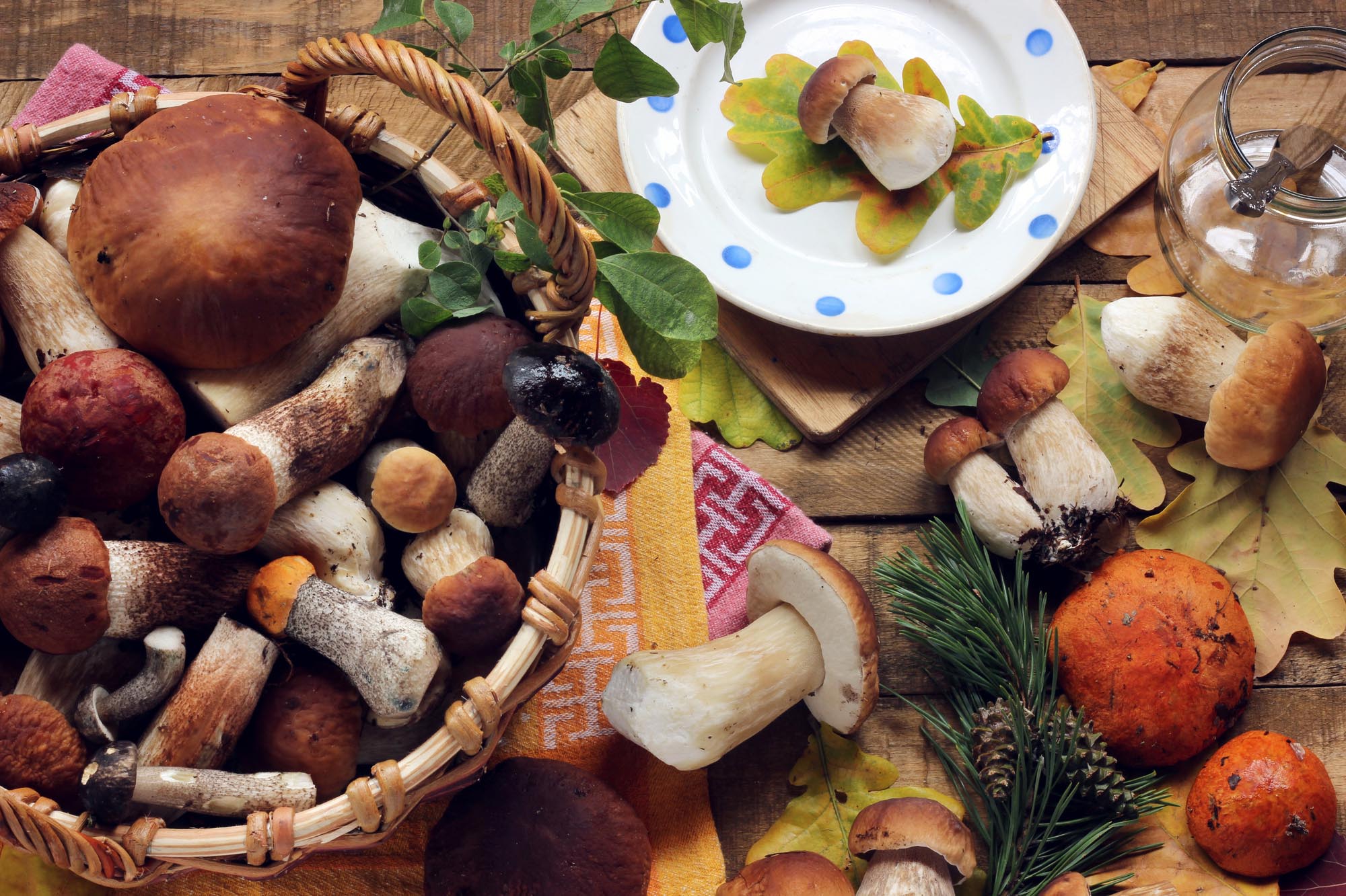 Foraging Scotland: A Complete Guide