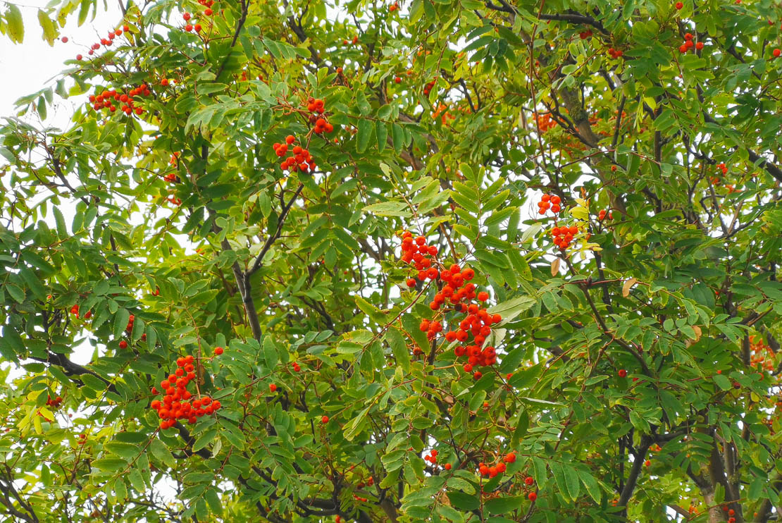 Rowan berries Scotland