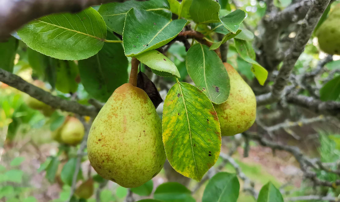 Scottish pear