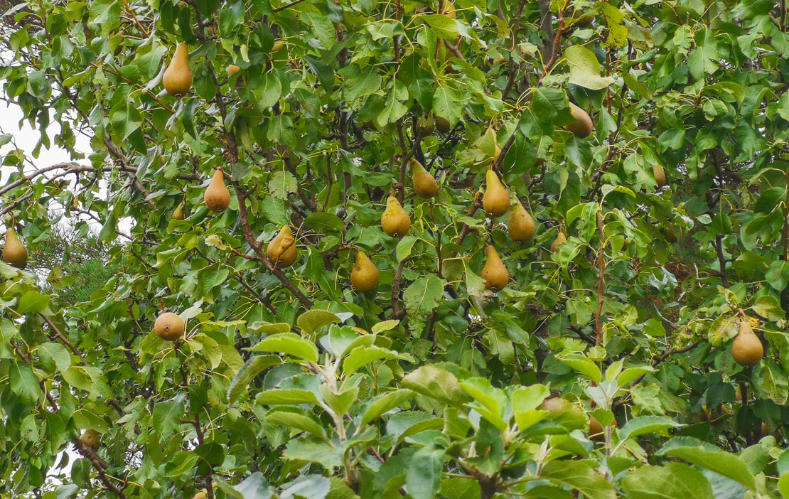 Pear tree fruit in Scotland.