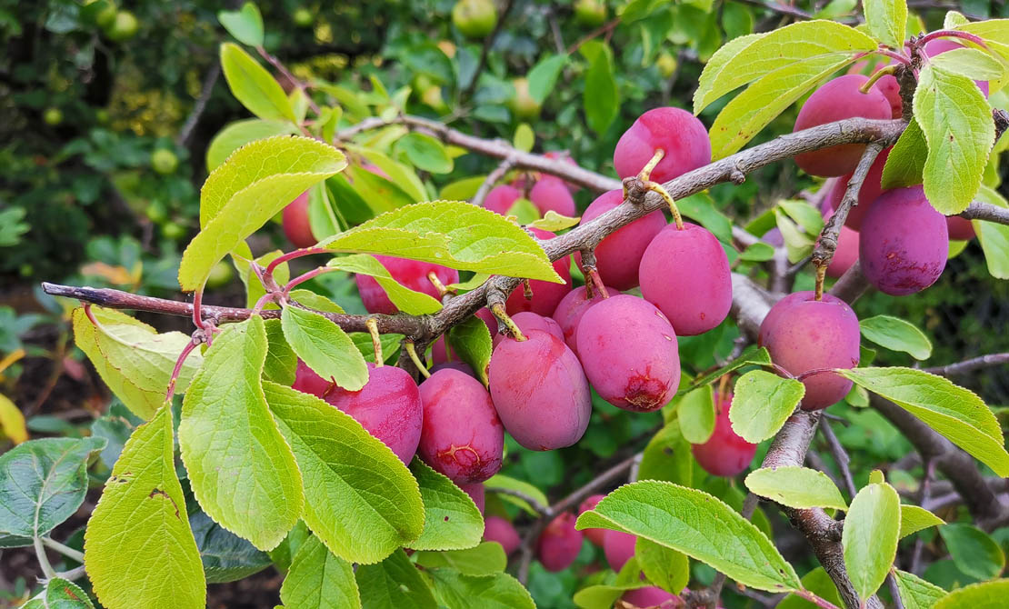 Plums in Scotland