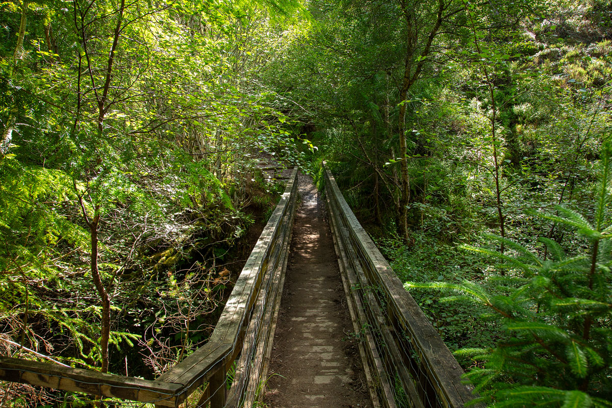 Narrow wooden footbridge crossing the Contullich Burn, surrounded by lush green ferns and trees