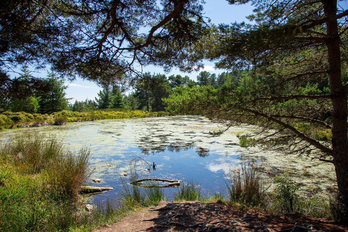 Small lochan beside the Jubilee Path, its surface covered in pondweed and framed by a pine tree