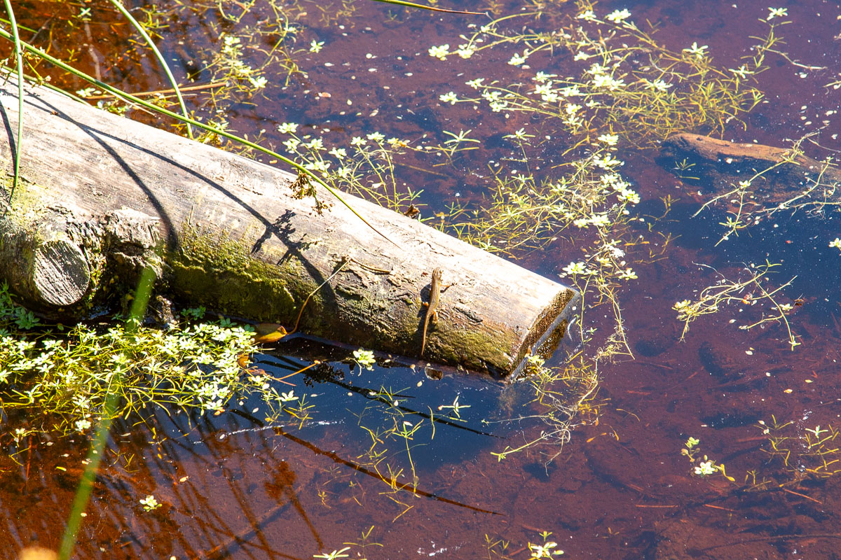A newt resting on a half-submerged log at the edge of the lochan among floating water-crowfoot