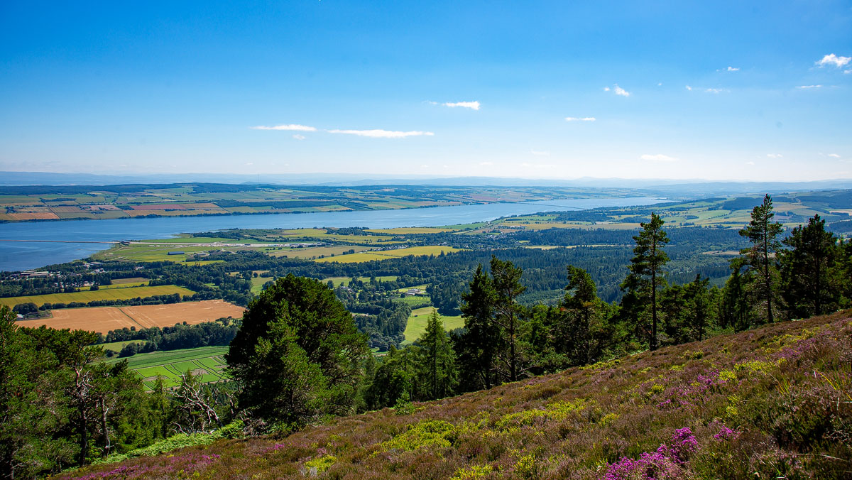 Expansive view over the Cromarty Firth from the open upper slopes of Fyrish Hill, purple heather in the foreground