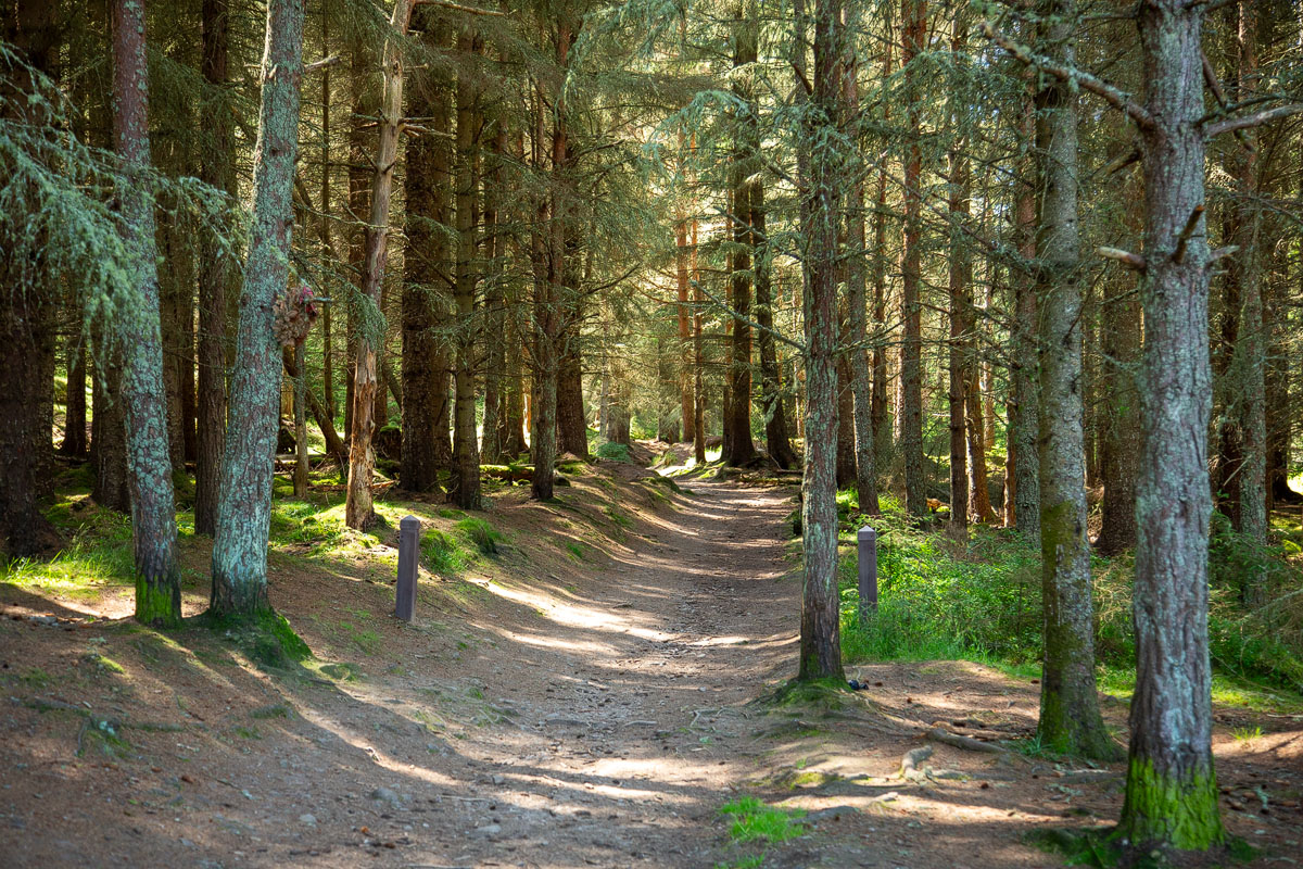 Sun-dappled forest path winding up through tall conifers with wooden marker posts on the Jubilee Path