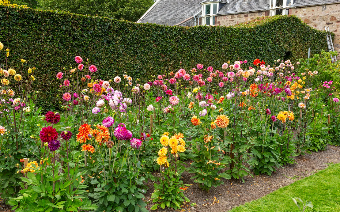 Dahlias