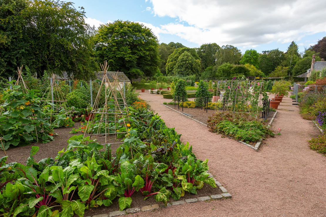Rhubarb within the walled garden.