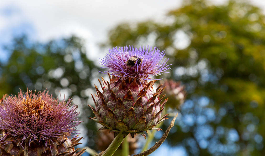 Artichoke with bee.